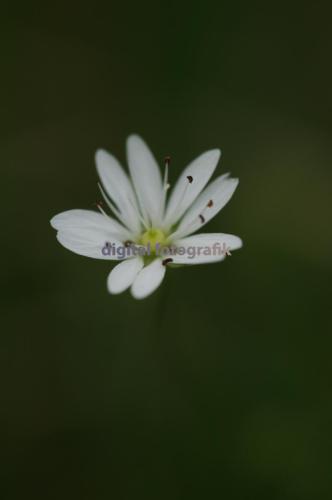 2008.08.22-Neustadter-Heide-Wald-Sternmire-000