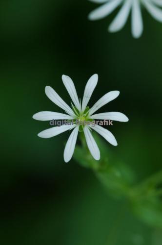 2009.05.22-Nordhalben-Wald-Sternmiere-004