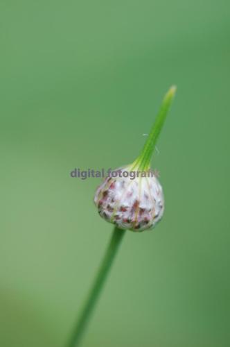 2009.06.05-Birkiger-Berg-Kohl-Lauch-003