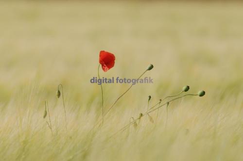 2009.06.19-Romannstal-Klatsch-Mohn-006