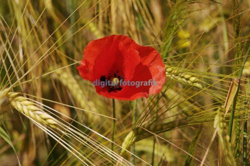 2009.06.21-Wanderung-Sanspareil-Klatschmohn-004