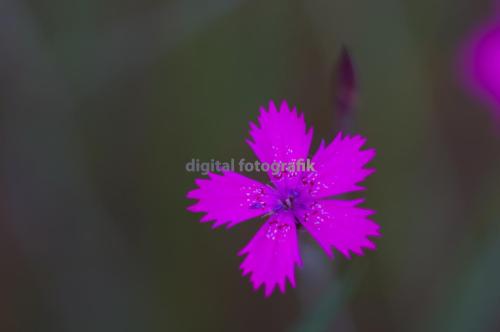 2009.06.25-Drei-Eichen-Heide-Nelke-000