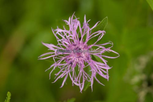 2009.06.27-Walberla-Flockenblume-001