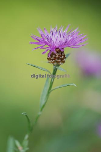 2009.08.18-Birkiger-Berg-Wiesen-Flockenblume-003