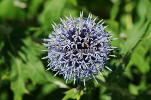 2009.08.30-Heiligenstadt-Bienendistel-008