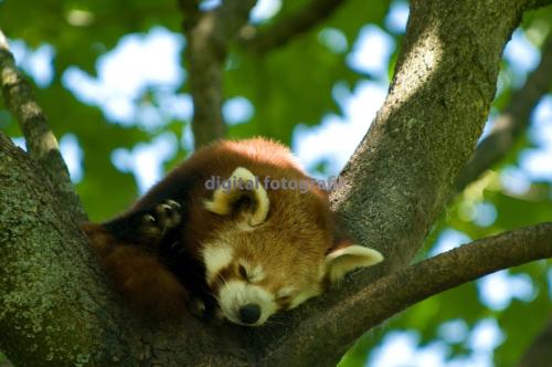 Hellabrunn-Kleiner-Panda-000