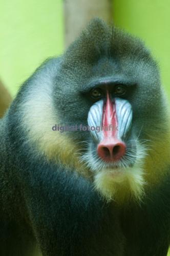 Hellabrunn-Mandrill-001