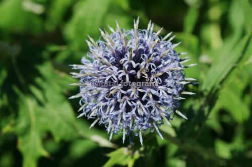 Heiligenstadt-Bienendistel-008