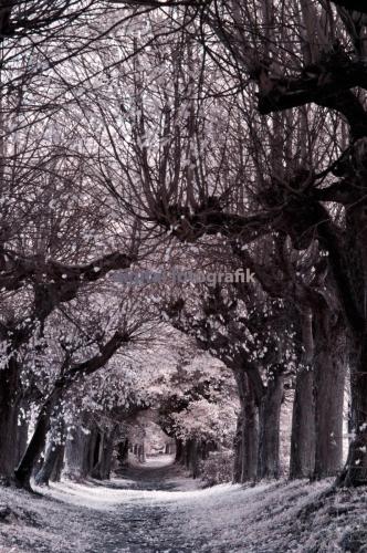 2009.10.18-Reundorf-Kloster-Banz-infrarot-005-100